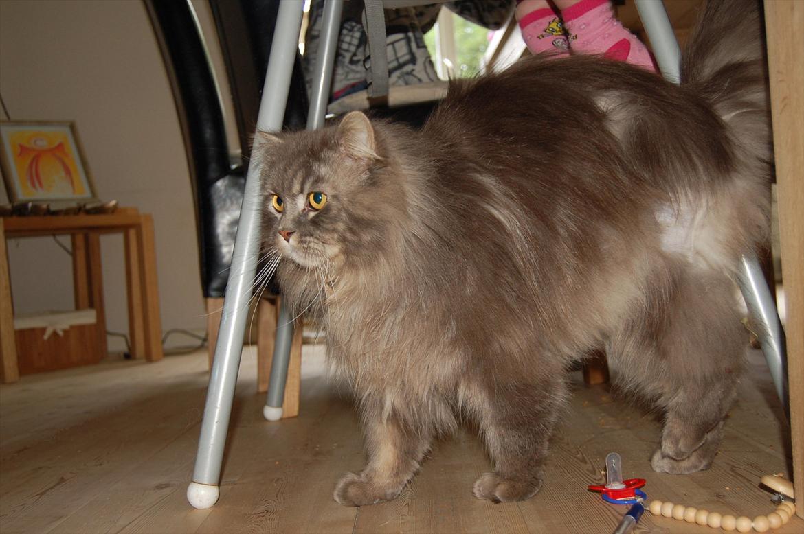 Blanding af racer Bittenøv billede 11