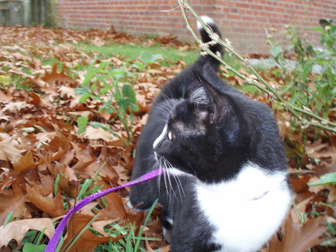 Huskat Tøsen - Mini-Fis ude i efterårets blade  billede 4