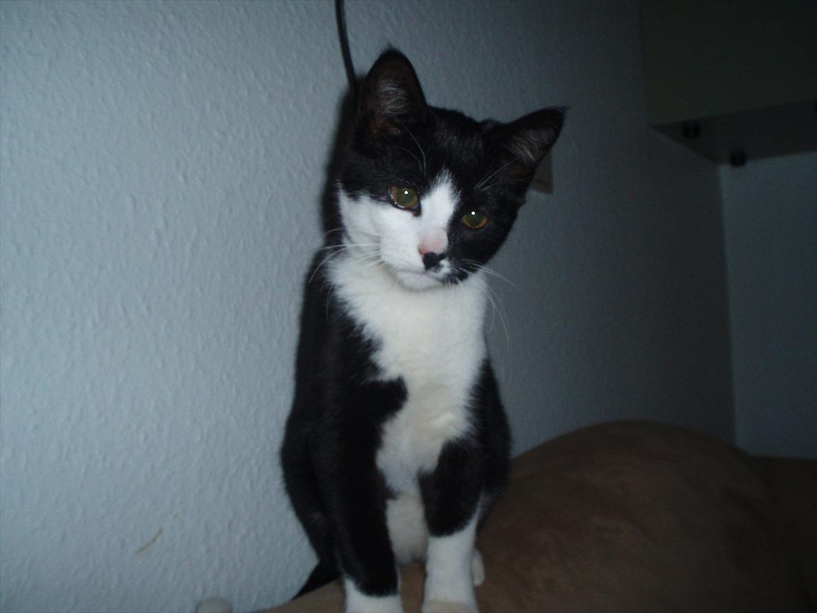 Huskat Tøsen - Halløjsa :)  billede 2