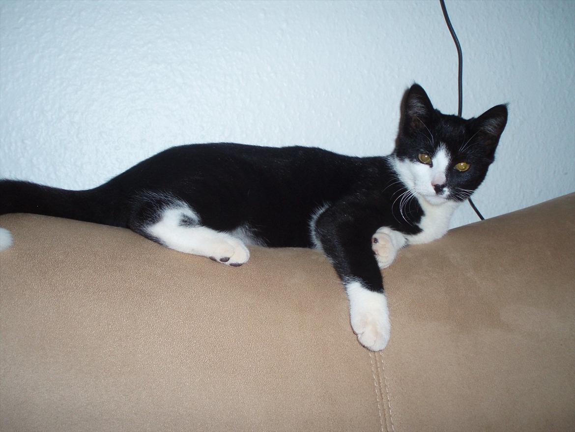 Huskat Tøsen - Se hvor stor mini-fisen er blevet :) billede 5