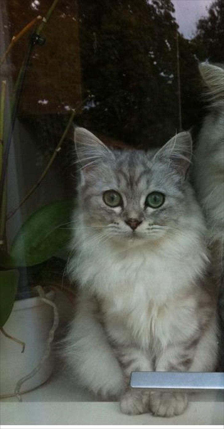 Blanding af racer Jasmin billede 1