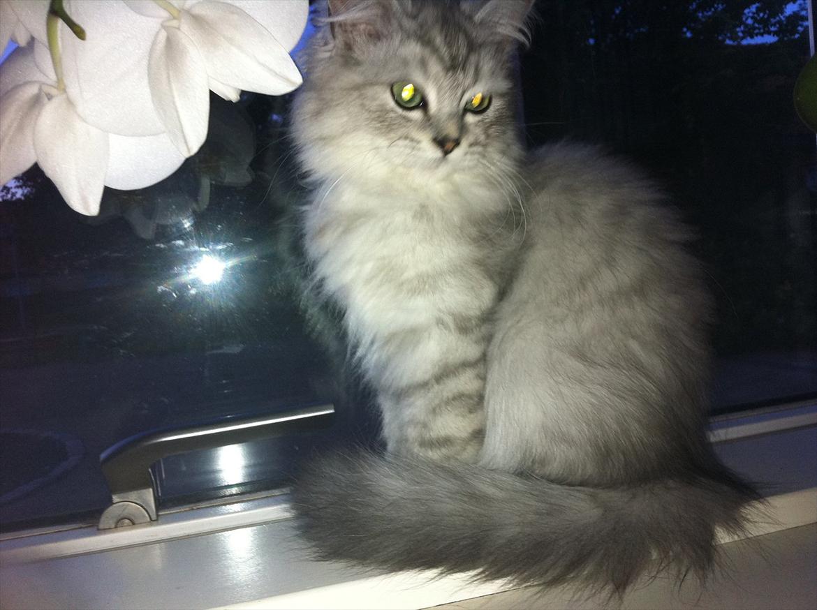 Blanding af racer Jasmin billede 2