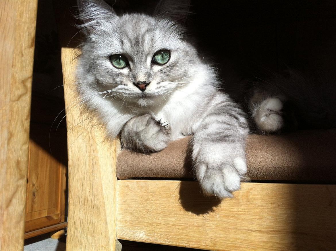 Blanding af racer Jasmin billede 3