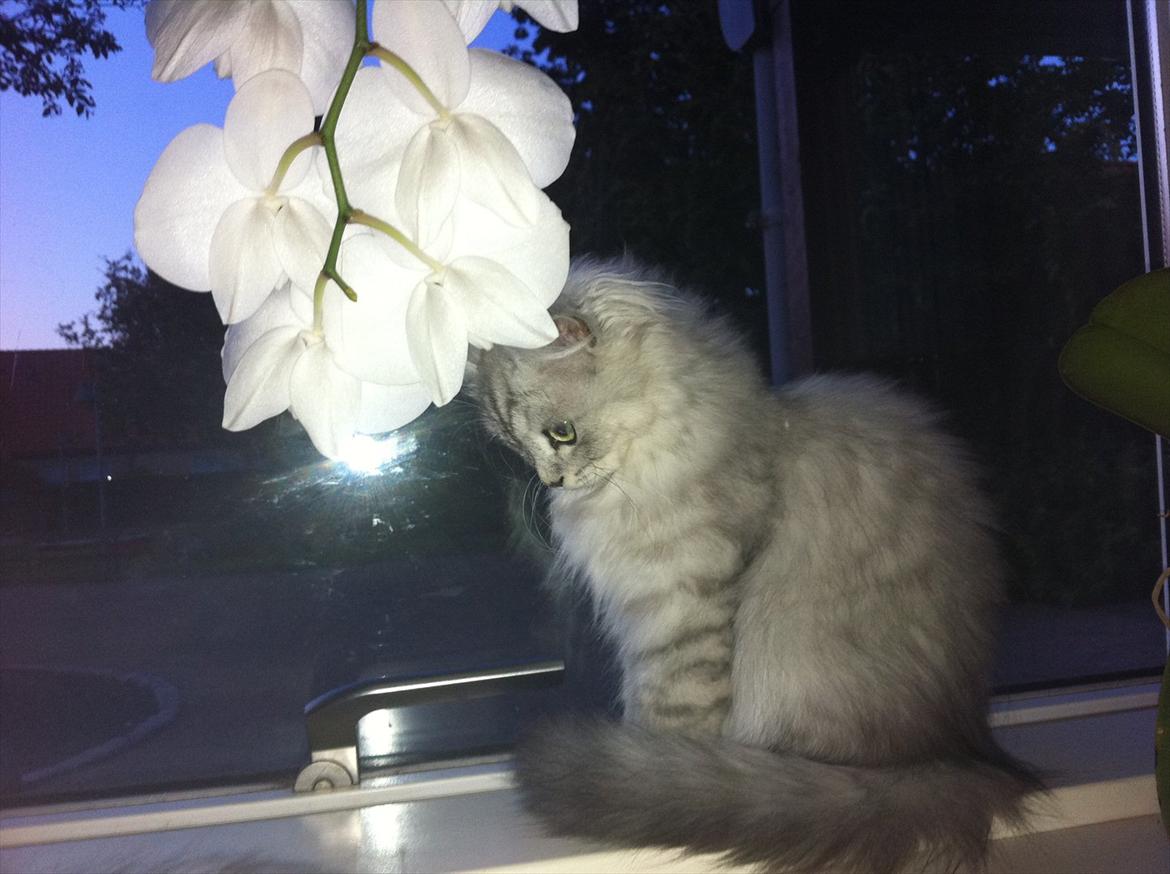 Blanding af racer Jasmin billede 4