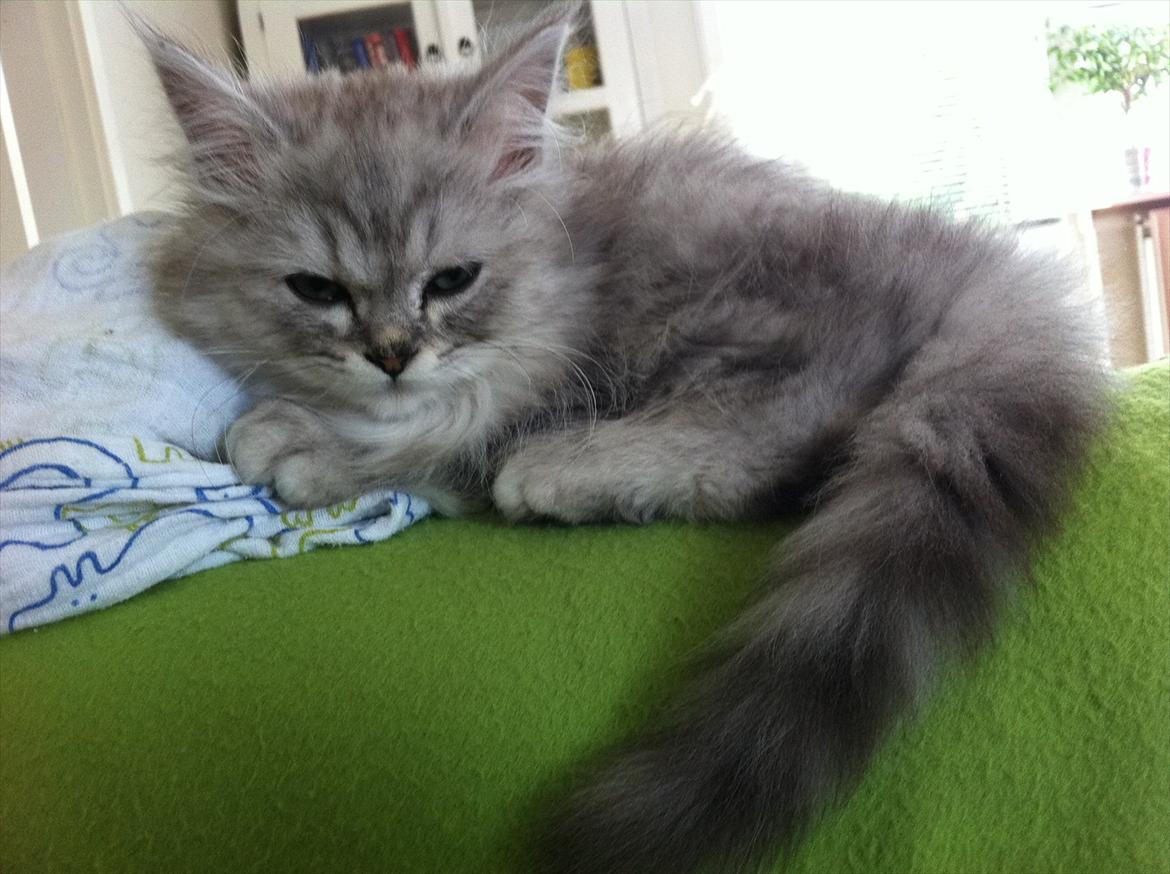 Blanding af racer Jasmin billede 5