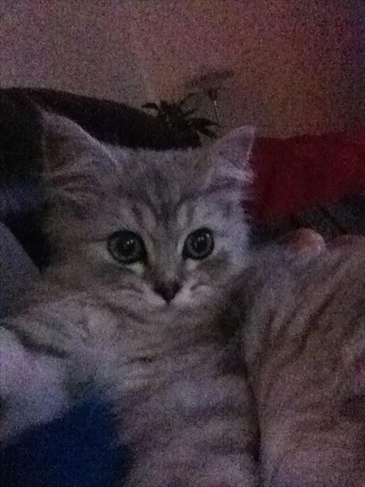 Blanding af racer Jasmin billede 6