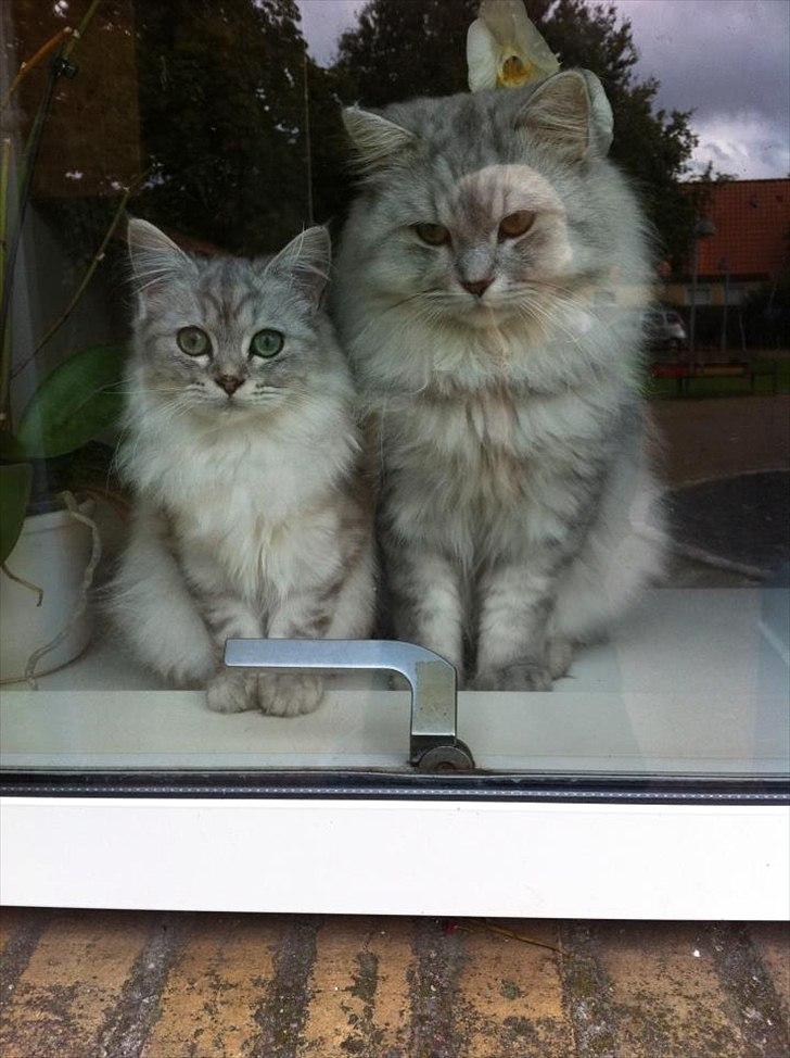 Blanding af racer Jasmin - Jasmin og Jacoby, så flotte sammen :-) billede 7