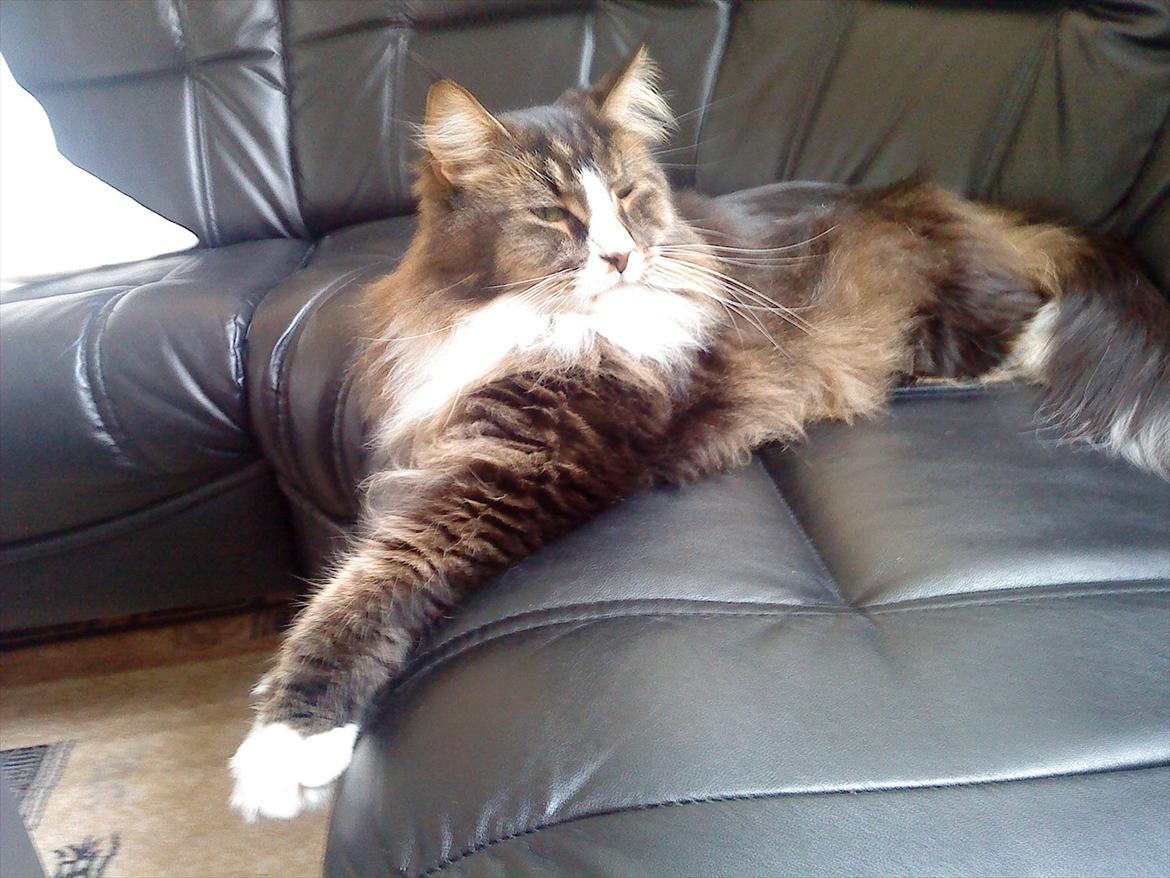 Maine Coon Tulio (WhyCoon's Domingo) billede 3