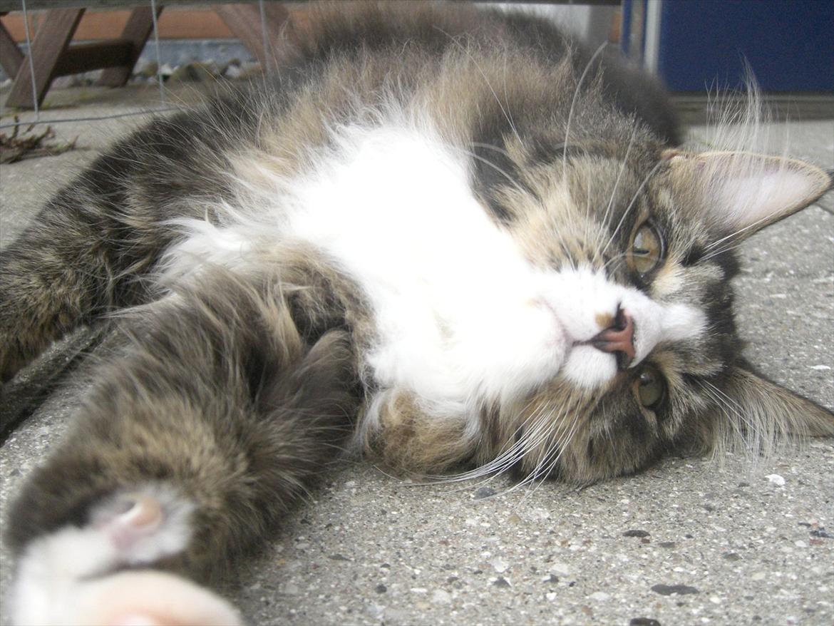 Maine Coon Tulio (WhyCoon's Domingo) billede 5