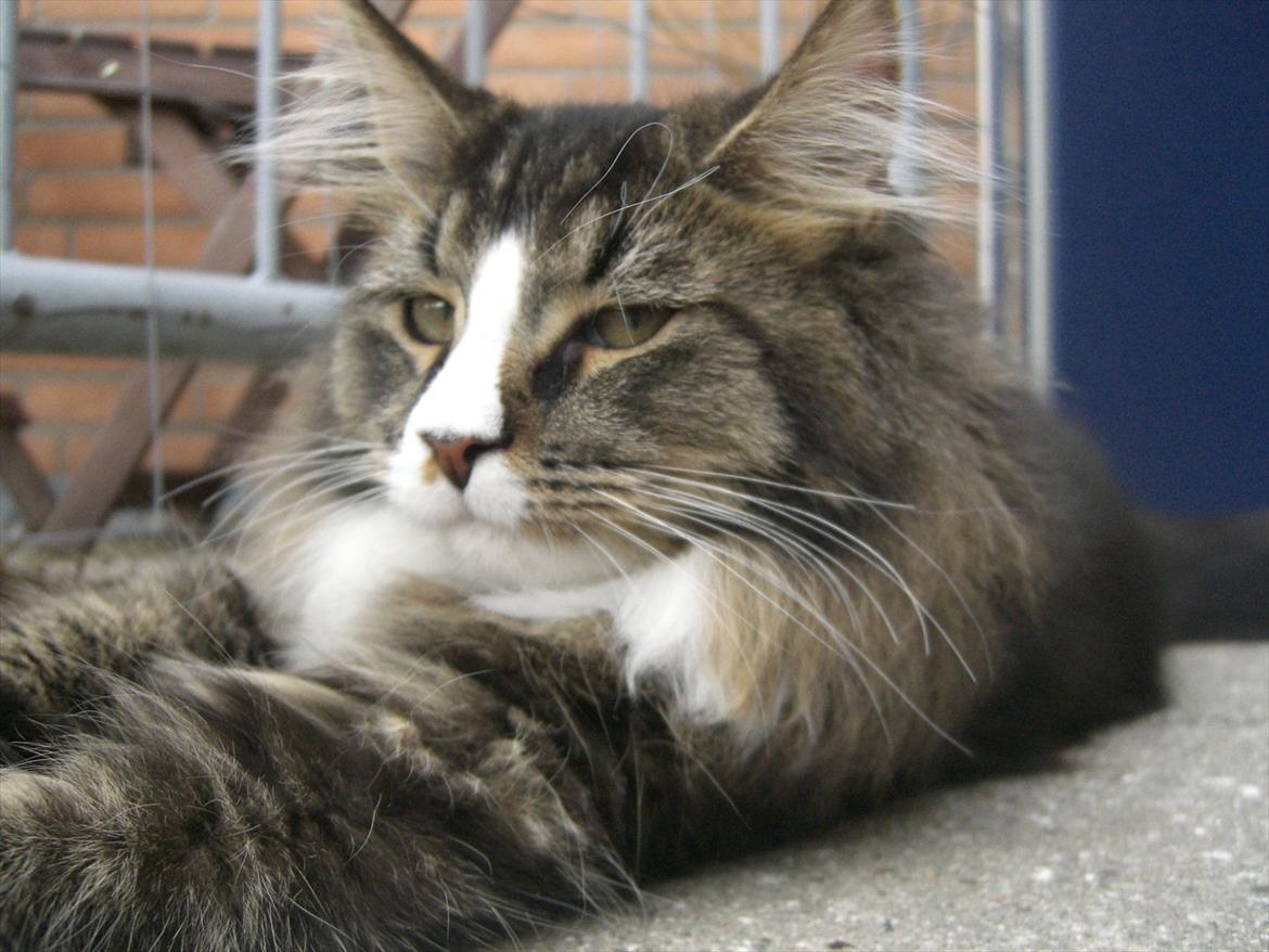 Maine Coon Tulio (WhyCoon's Domingo) billede 1