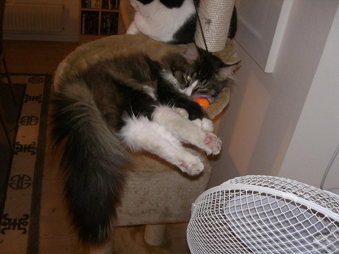 Maine Coon Tulio (WhyCoon's Domingo) billede 6