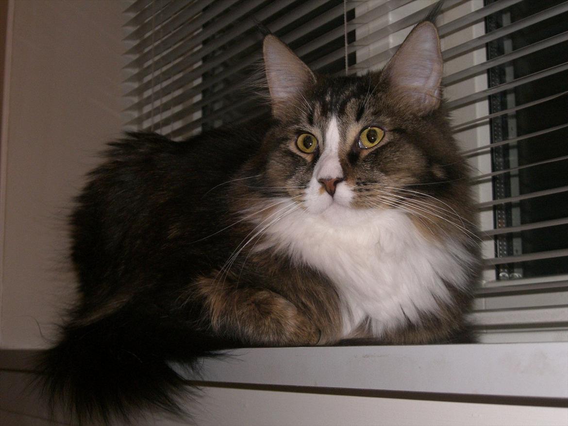 Maine Coon Tulio (WhyCoon's Domingo) billede 4
