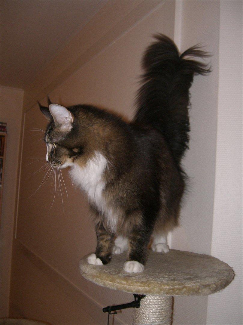 Maine Coon Tulio (WhyCoon's Domingo) billede 7