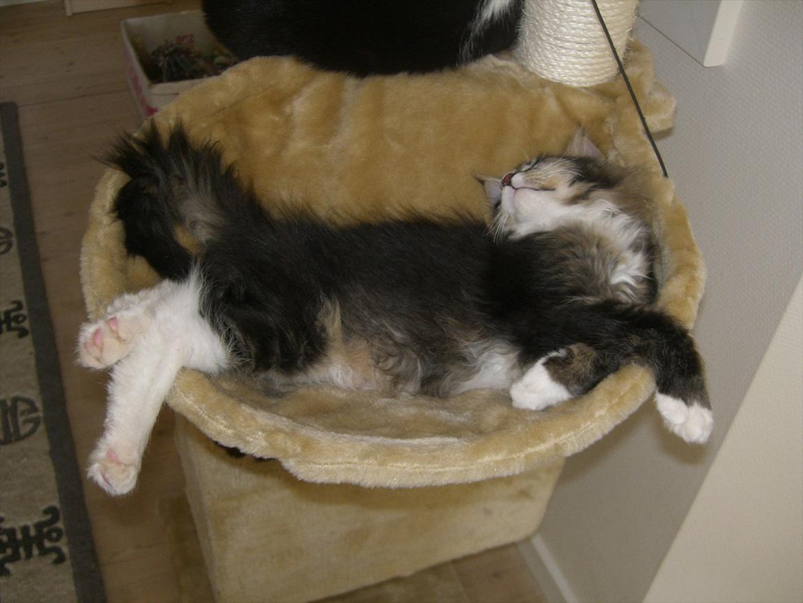 Maine Coon Tulio (WhyCoon's Domingo) billede 10