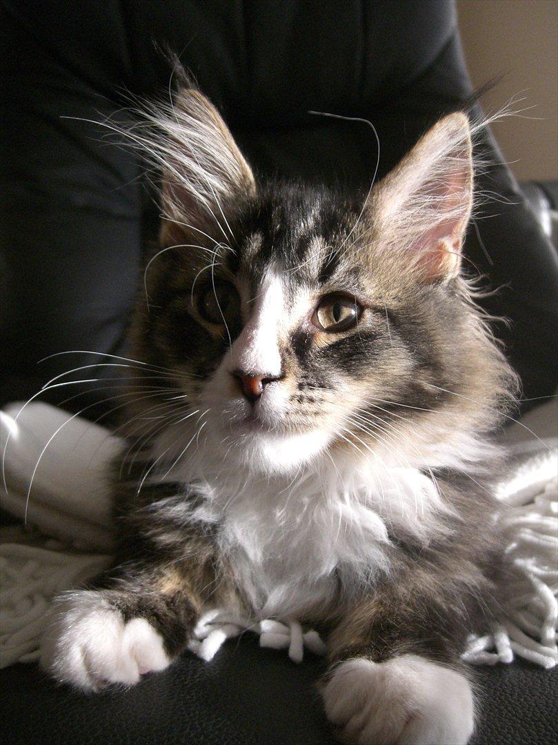 Maine Coon Tulio (WhyCoon's Domingo) billede 9
