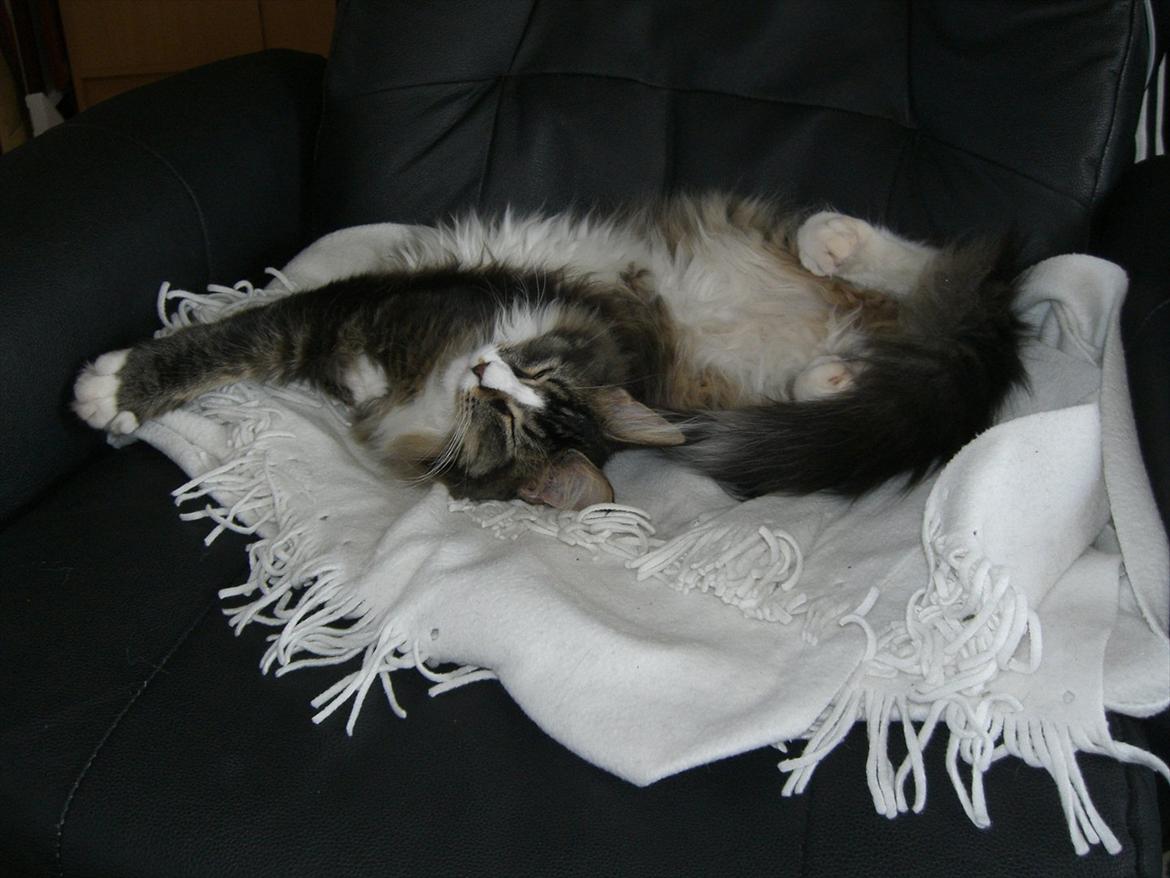 Maine Coon Tulio (WhyCoon's Domingo) billede 8