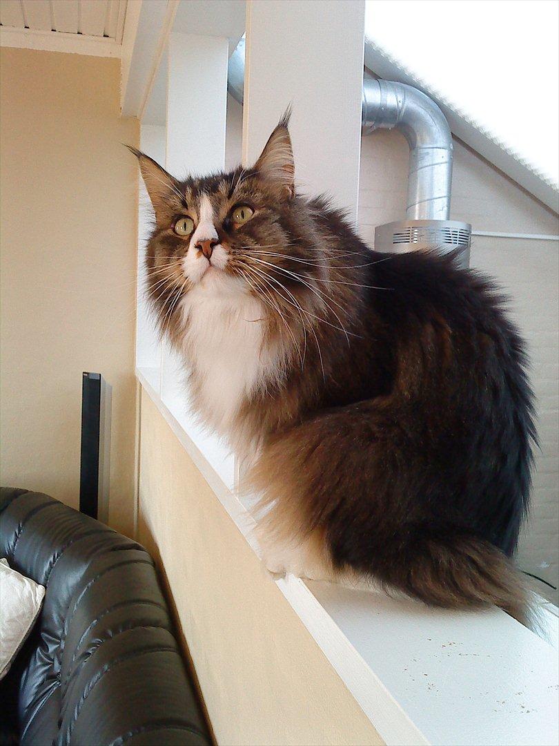 Maine Coon Tulio (WhyCoon's Domingo) billede 2