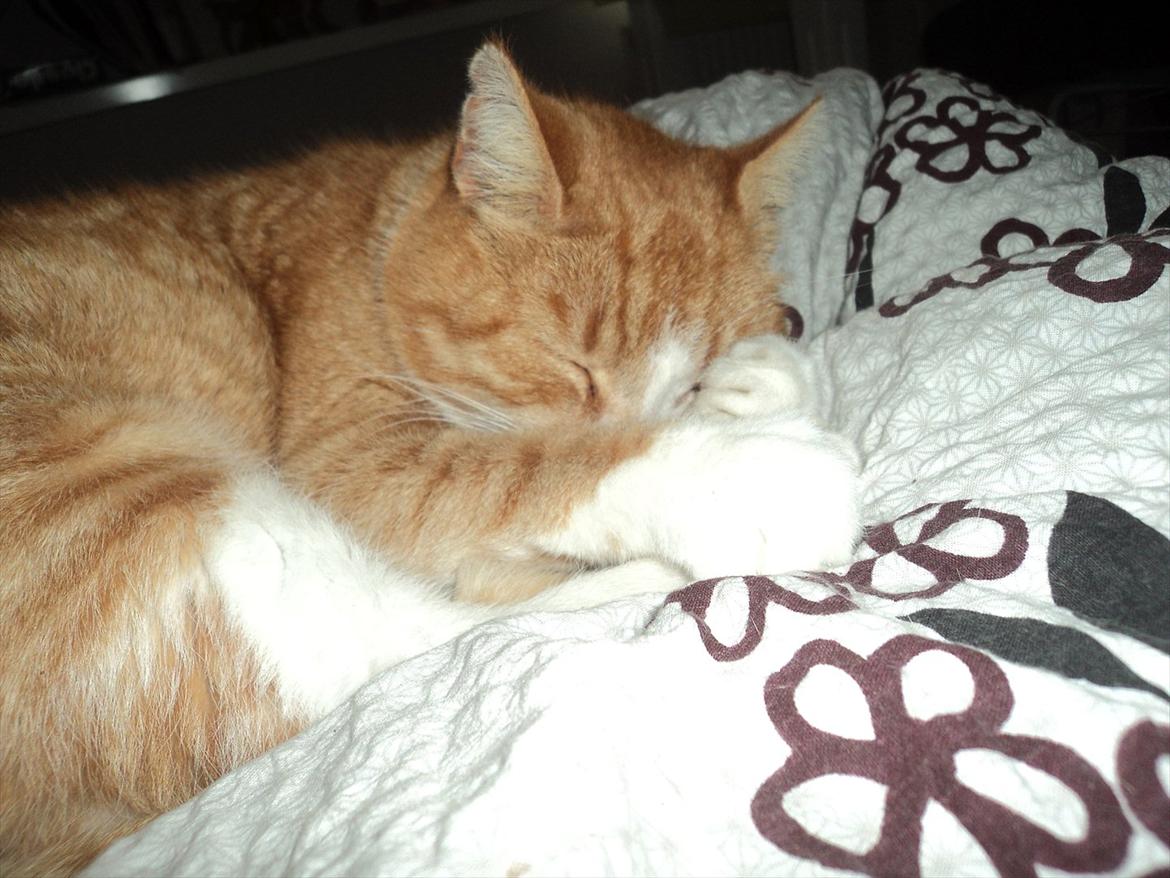 Huskat Garfield . mit alt <3 billede 5