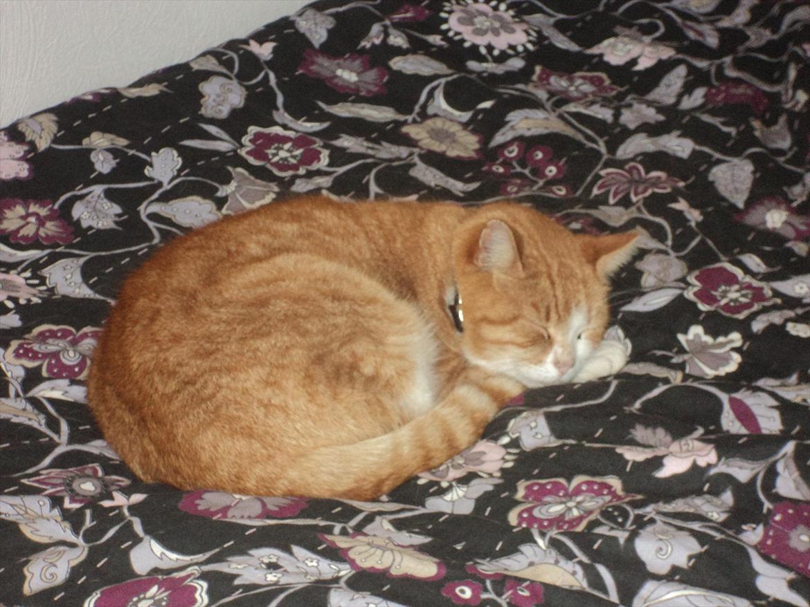 Huskat Garfield . mit alt <3 - Velkommen til Garfields profil :) billede 1