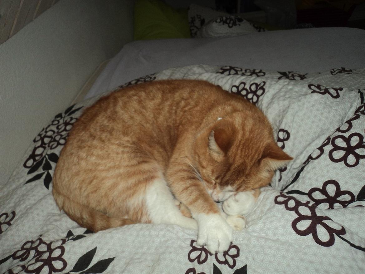 Huskat Garfield . mit alt <3 billede 6