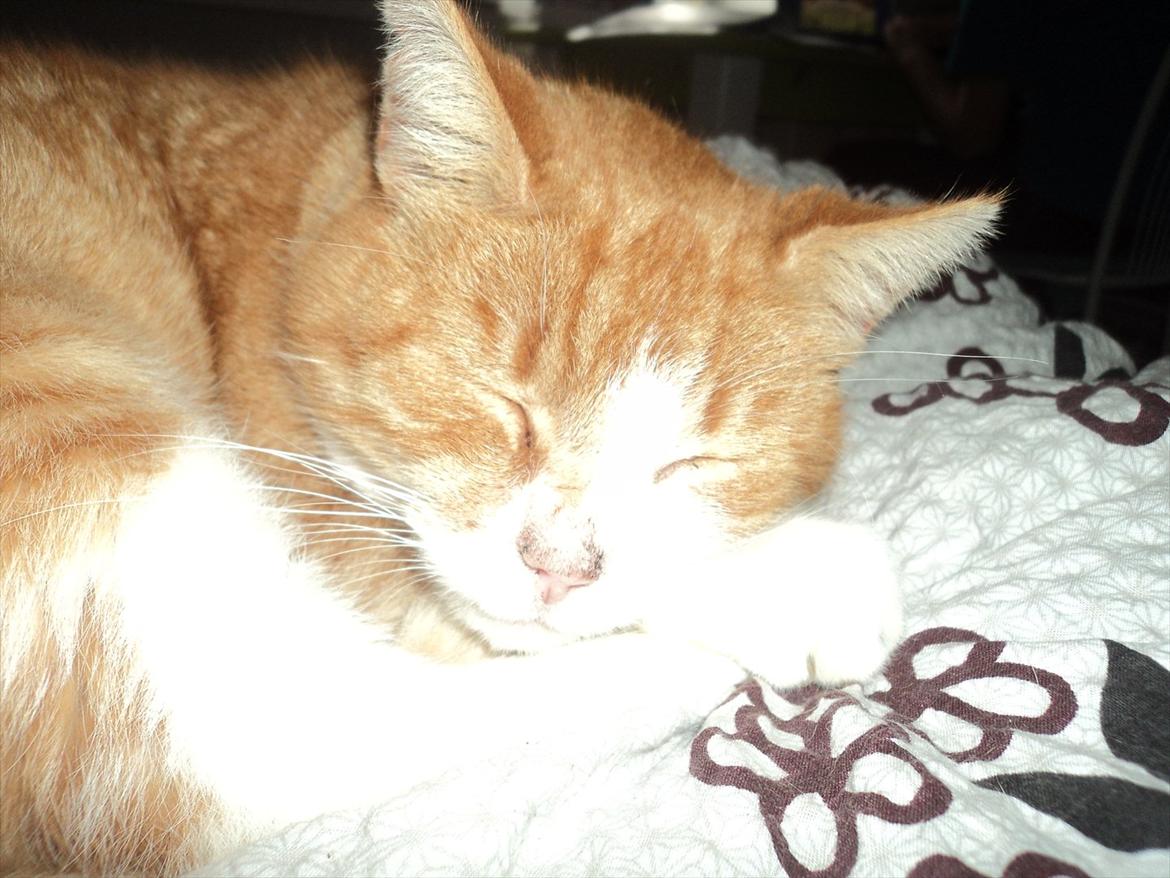 Huskat Garfield . mit alt <3 billede 7