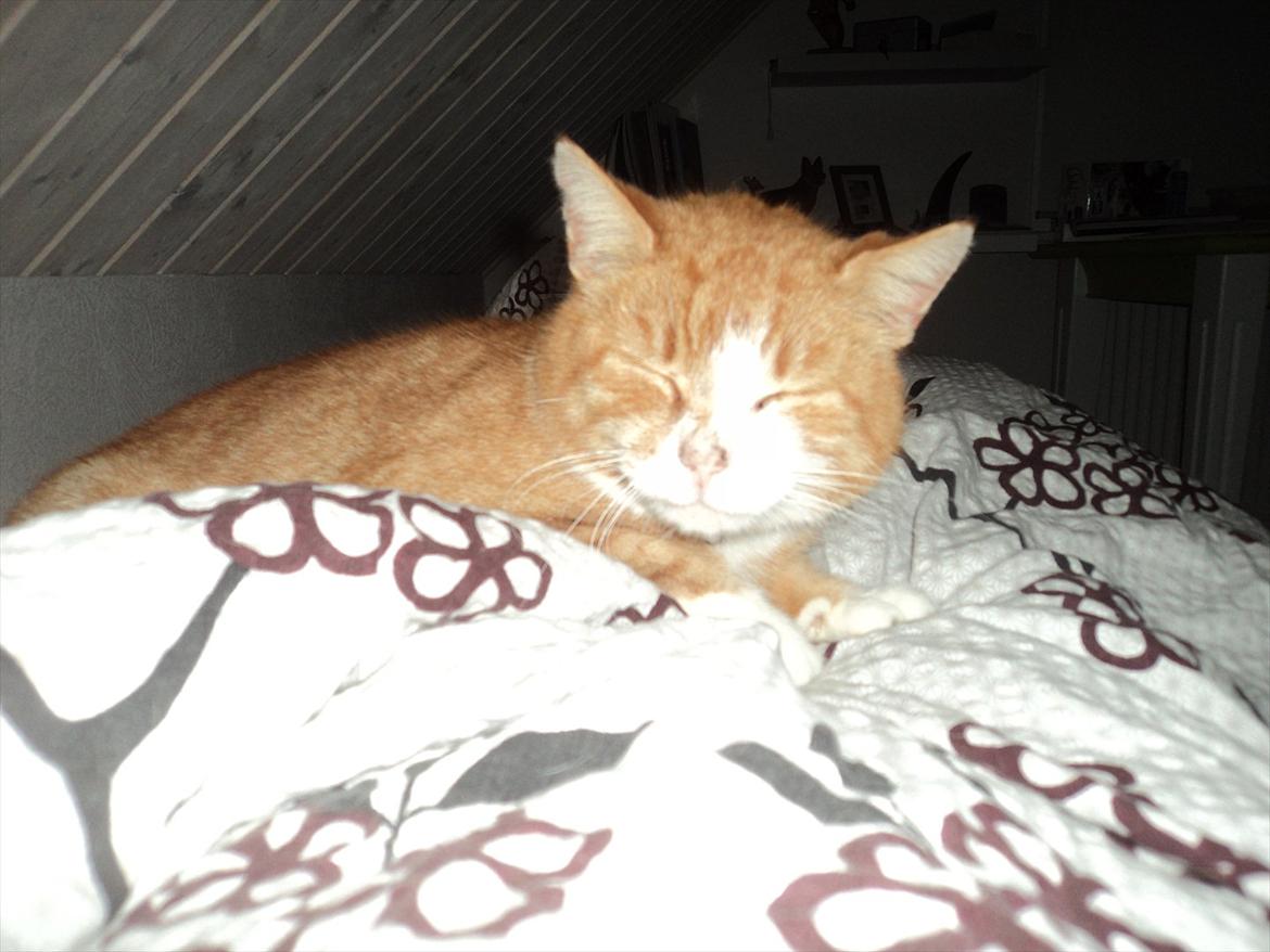 Huskat Garfield . mit alt <3 billede 8