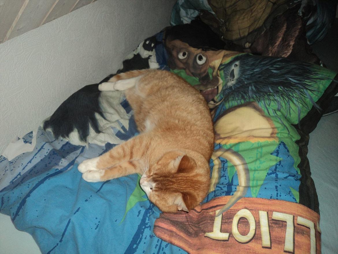 Huskat Garfield . mit alt <3 billede 9