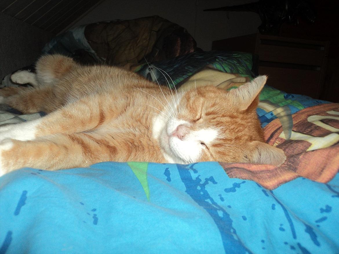 Huskat Garfield . mit alt <3 billede 10