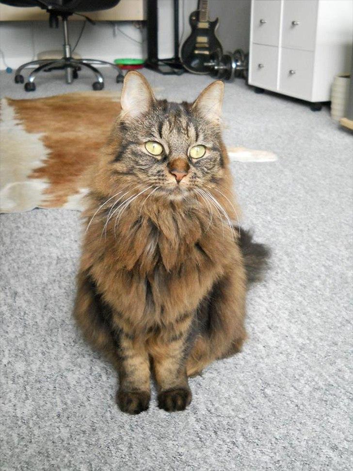 Blanding af racer Luna billede 1