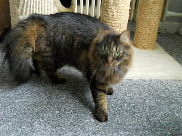 Blanding af racer Luna billede 2