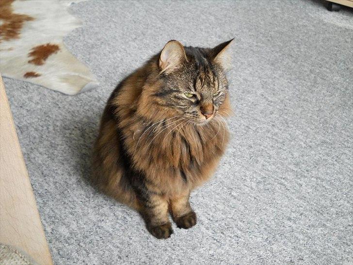 Blanding af racer Luna billede 3