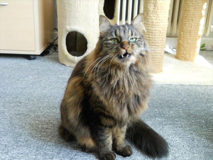 Blanding af racer Luna billede 4