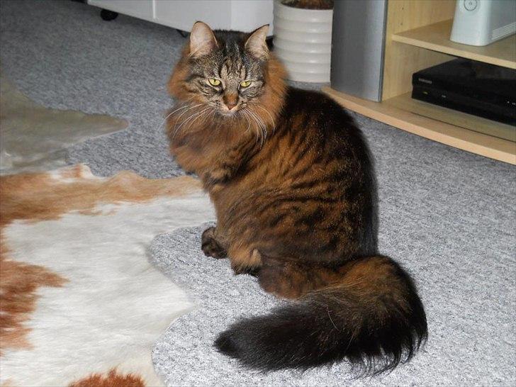 Blanding af racer Luna billede 5