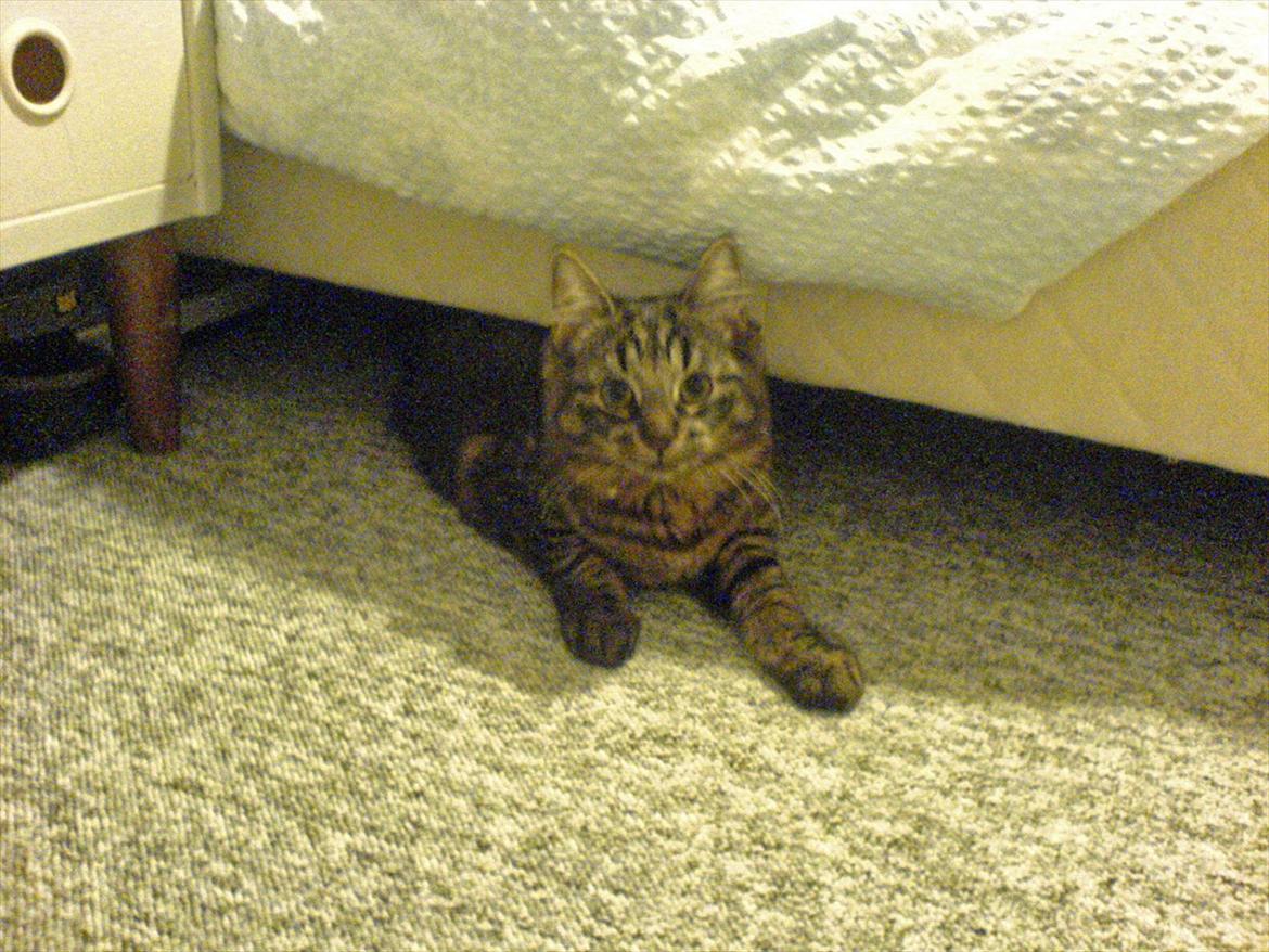 Blanding af racer Luna billede 6