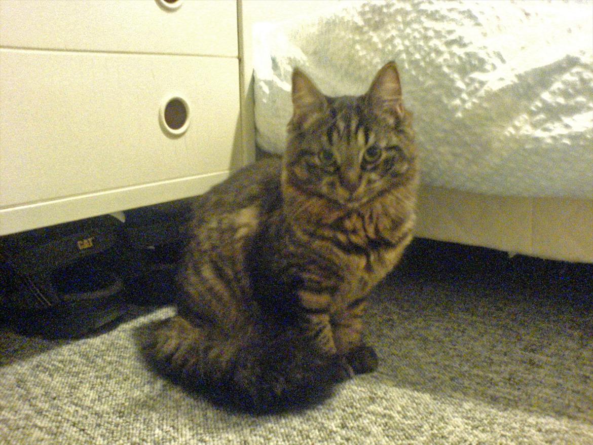 Blanding af racer Luna billede 7