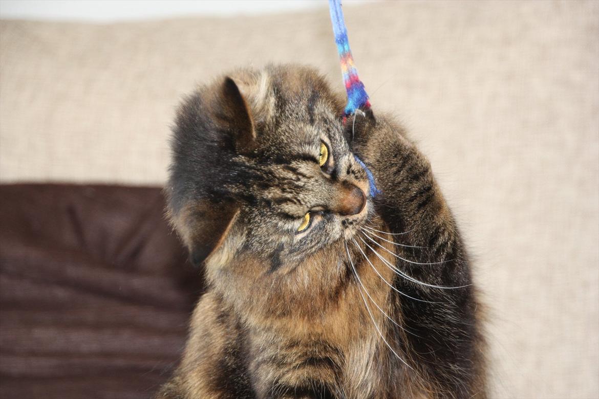 Blanding af racer Luna billede 8