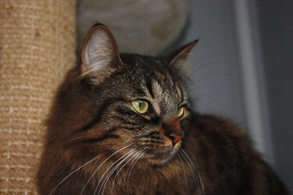 Blanding af racer Luna billede 9