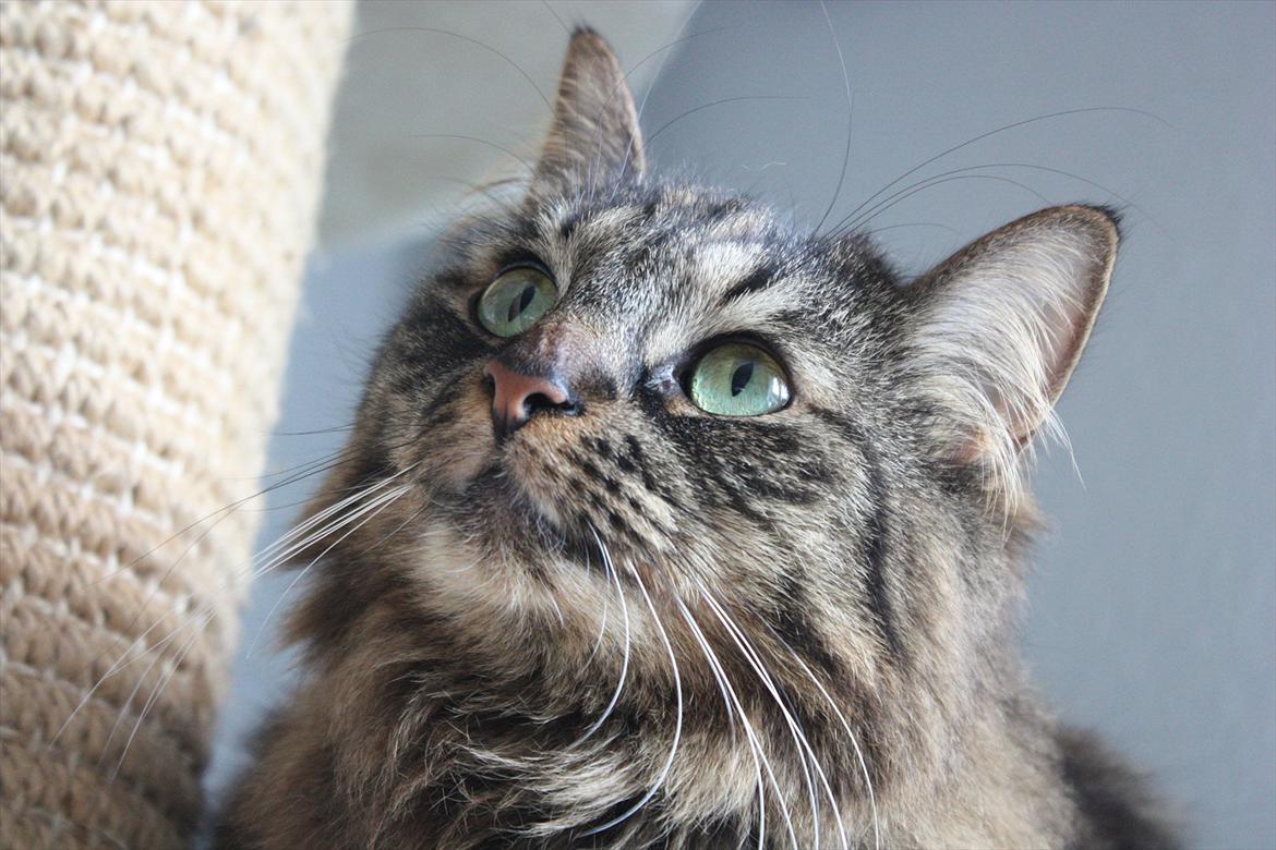 Blanding af racer Luna billede 10