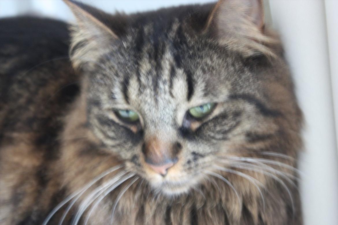 Blanding af racer Luna billede 11