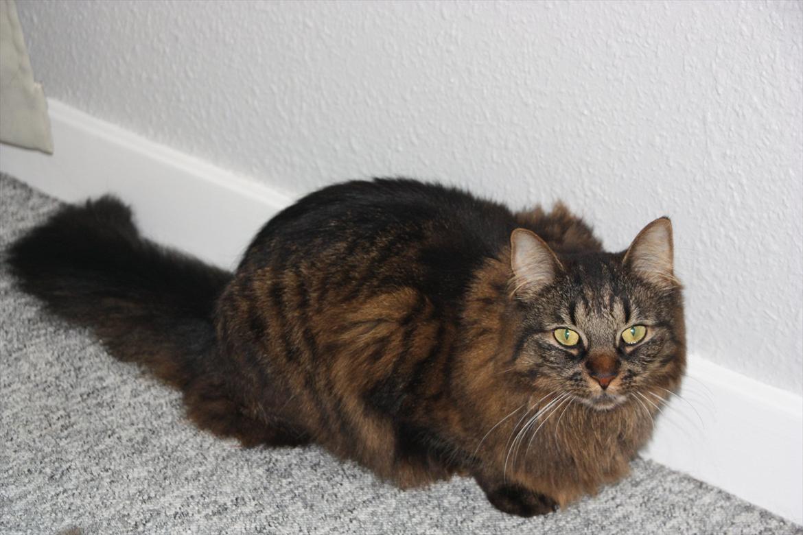 Blanding af racer Luna billede 12