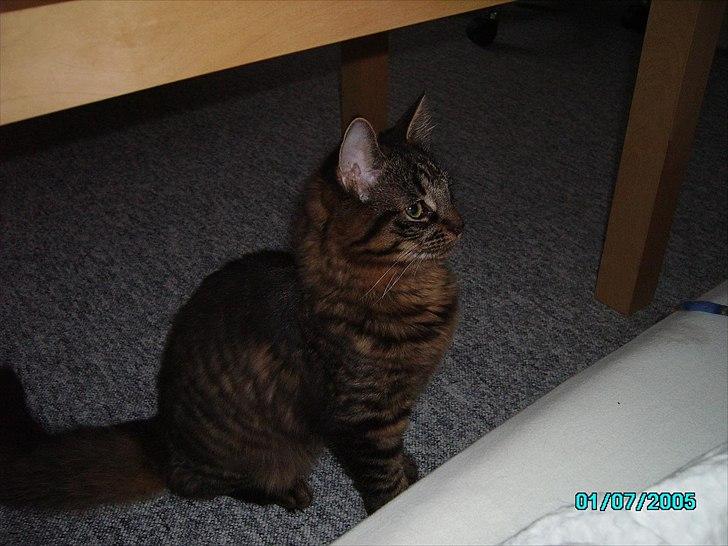 Blanding af racer Luna billede 13