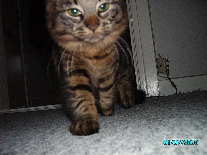 Blanding af racer Luna billede 14