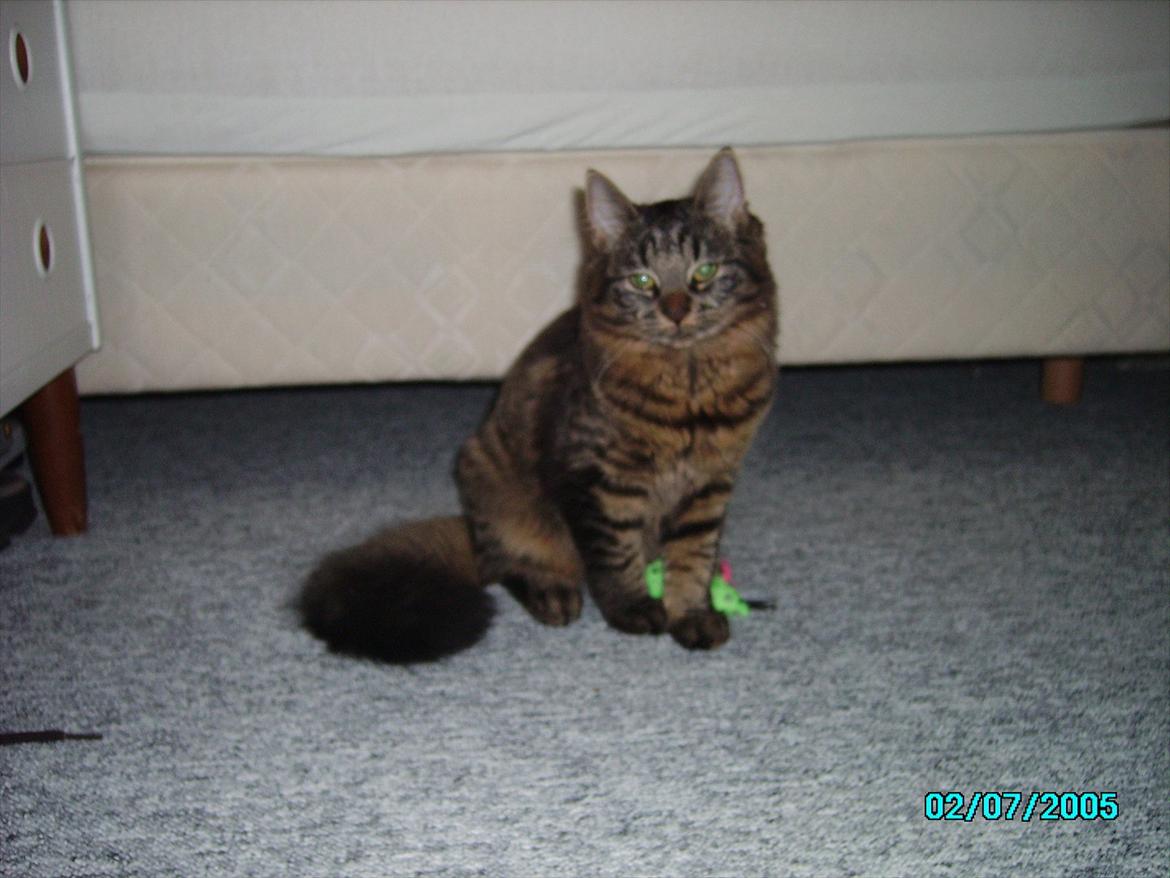 Blanding af racer Luna billede 15