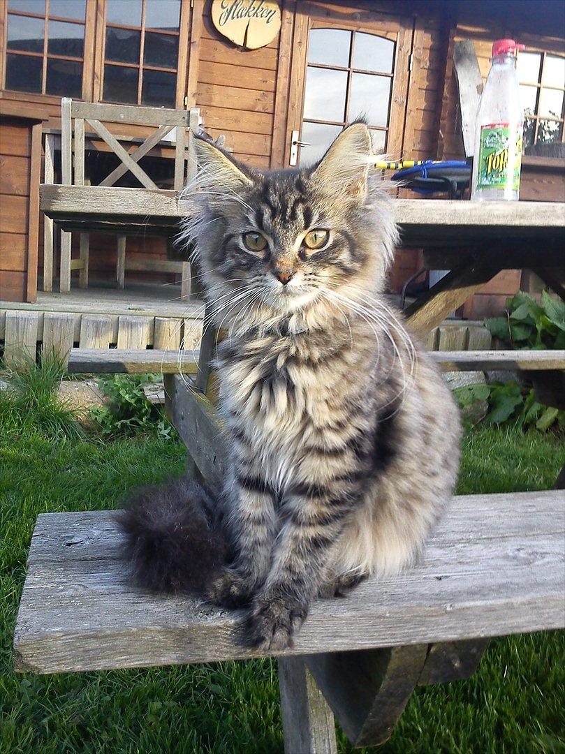 Blanding af racer Pixie billede 1