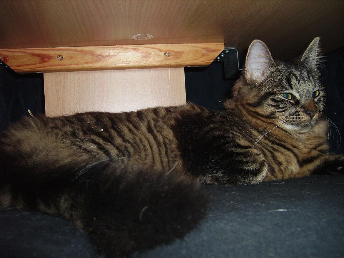 Blanding af racer Luna billede 16