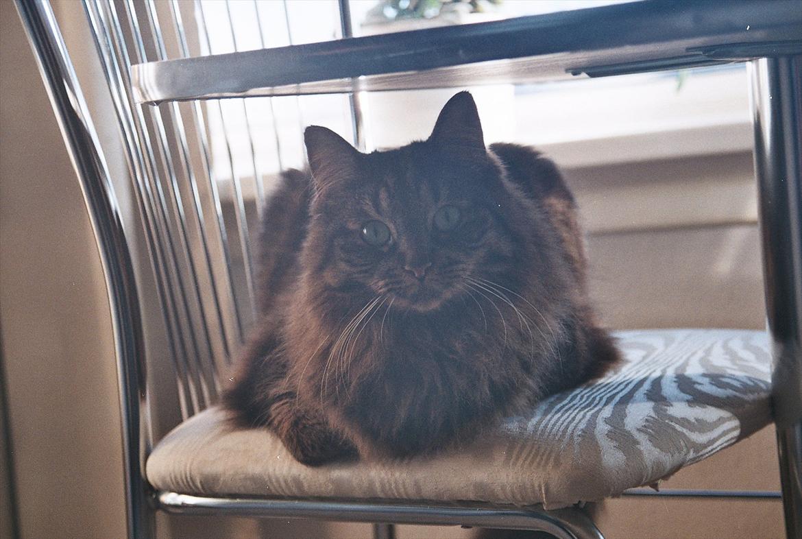 Blanding af racer Luna billede 17