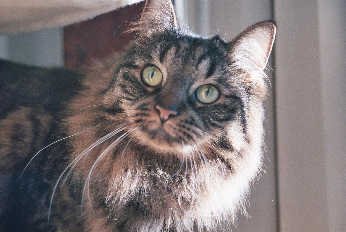 Blanding af racer Luna billede 18