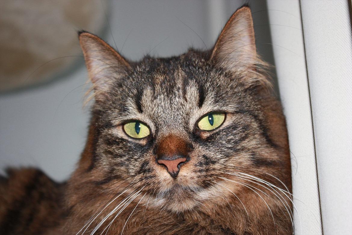 Blanding af racer Luna billede 19