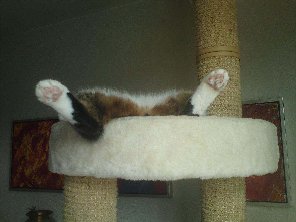 Huskat Chico - Det er hårdt at være katte model.
Det kan godt være jeg ikke har havne udsigt, men jeg har da udsigt over kattegat billede 1