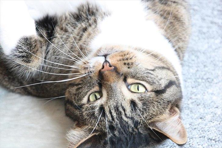 Huskat Chico billede 2